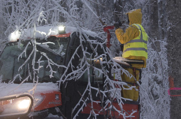 hubbard brook ice storm experiment cc joe_klementovich