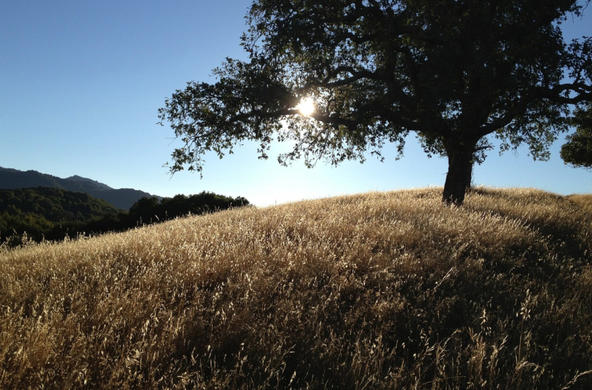 oak tree