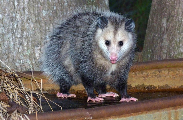 opossum
