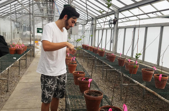 nitrogen fixing