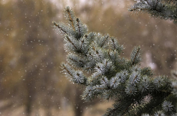 snow on pine tree