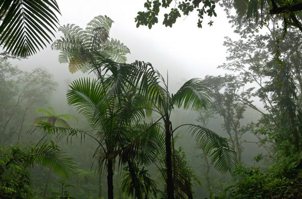 tropical rain forest