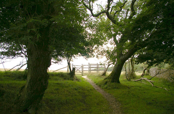 ash trees cc Debs-eye via Flickr