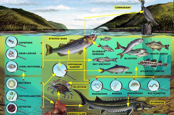 Brackish Channel Food Web