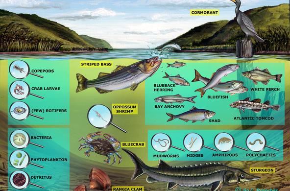 Brackish Channel Food Web- No arrows