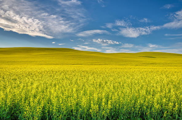 canola fields cc diana robinson