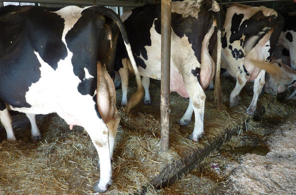 dairy farm cows cc melanie reed