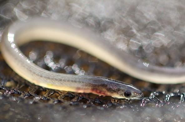 glass eel credit: Joe Reynolds