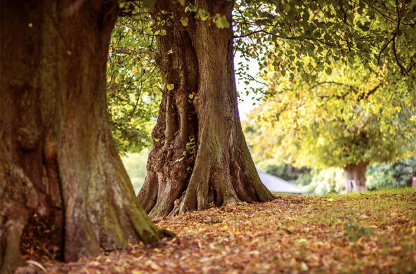 Fall Trees cc