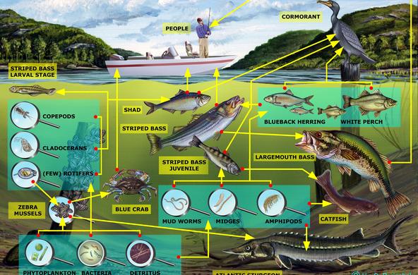 Freshwater Channel Food Web