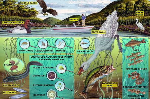 Freshwater Shallows Food Web - No Arrows