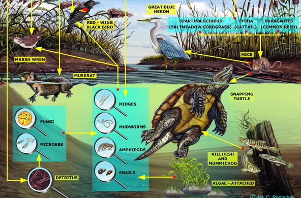 Marsh Food Web