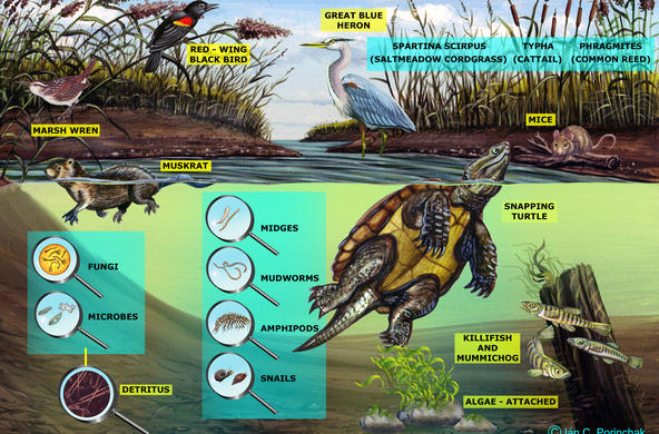 Marsh Food Web - No Arrows