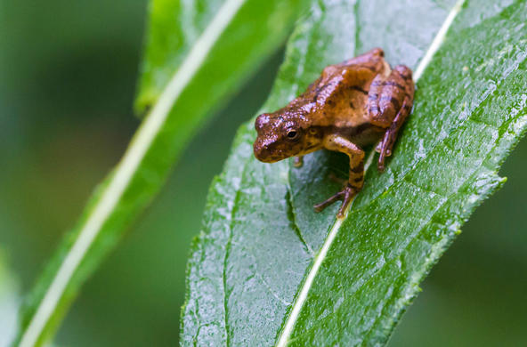 spring peeper cc melissa_mcmasters