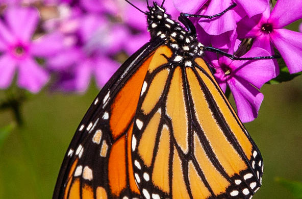 Monarch butterfly on flower - Credit to Paul VanDerWerf