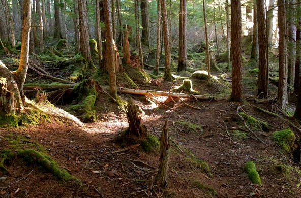 From Flikr user Joseph. Forest with stream of light
