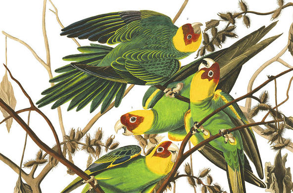 carolina parakeet