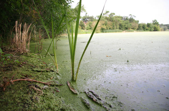 Algae in lake como near St. Paul. Credit: MPCA Photos via Flikr