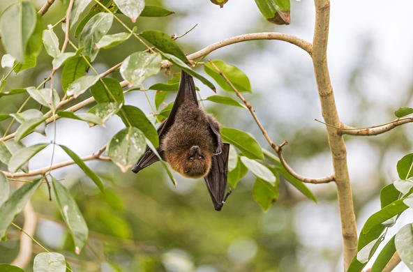 fruit bat cc tambako