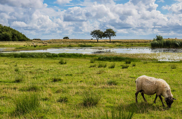 wetland cc susanne nilsson