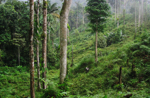 ecuador pasture