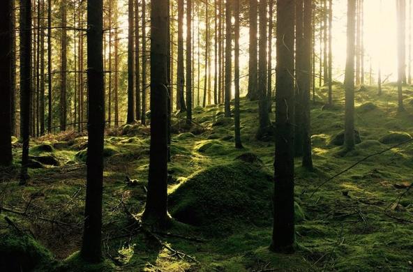 gustav-gullstrand-forest