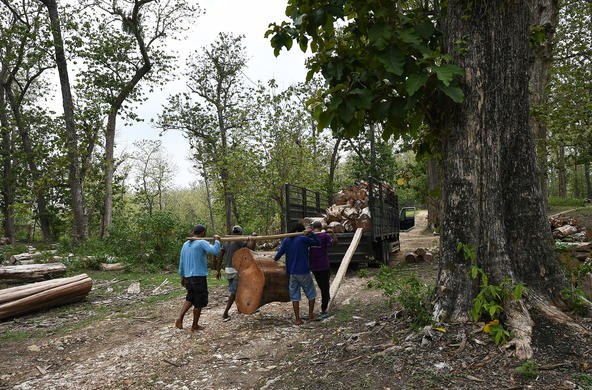 logging in indonesia cc euflegtredd via flickr