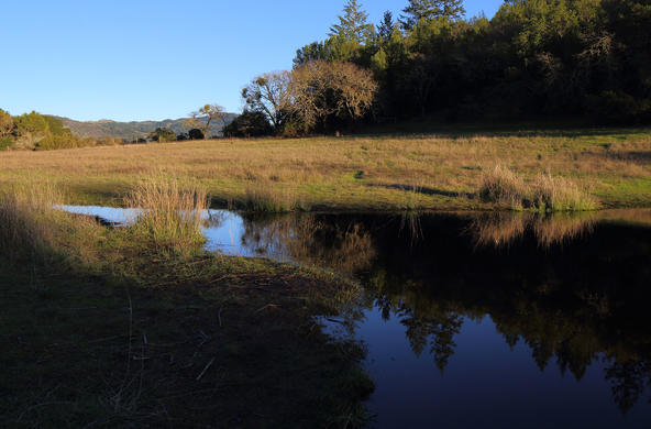 seasonal pond cc don mccoulough