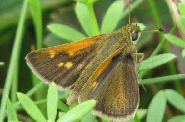 tawny edged skipper