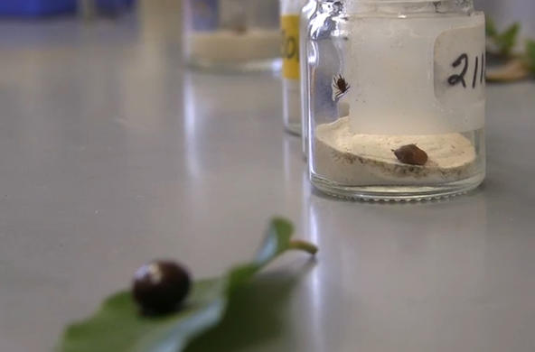 tick jars