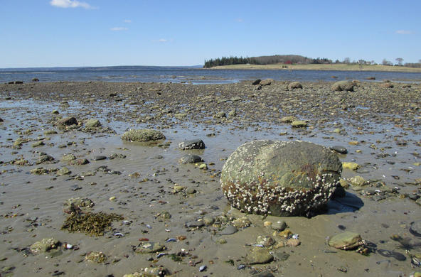 tidal flat cc mark plummer