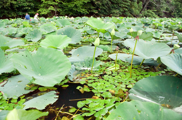 water chestnut