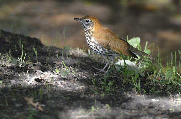 wood thrush cc andy reago