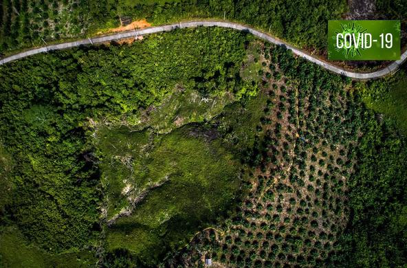 deforestation_kalimantan_cc_ciffor