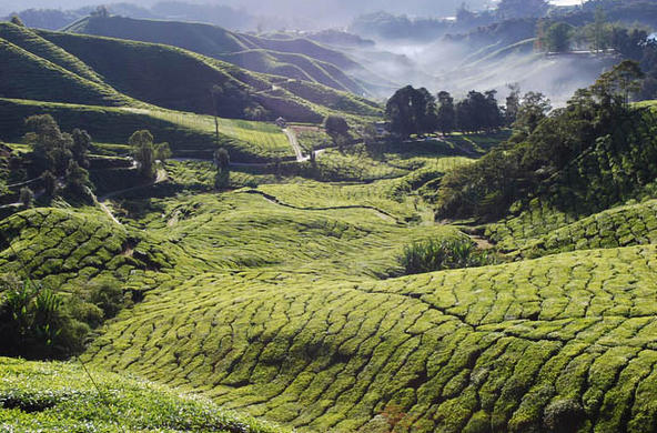 deforestation malaysia cc cameron highlands