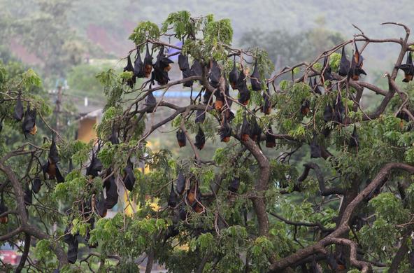 fruit bat cc Harshjeet Singh Ba