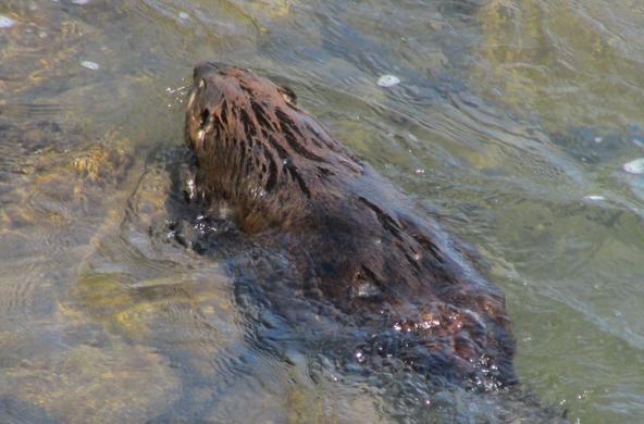 Beavers in the river
