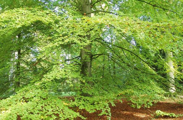 Beech Tree by Amanda Slater