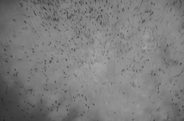 Bug swarm! Ah!