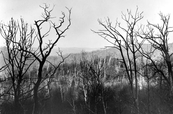 Chestnut Blight