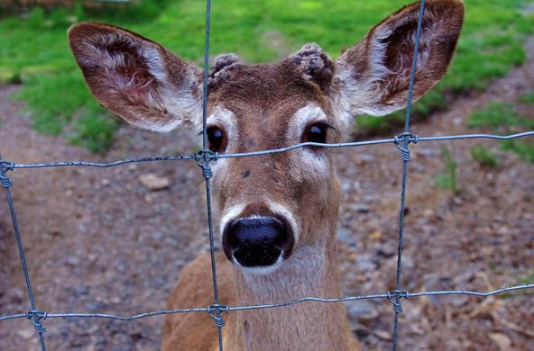 Deer mugshot