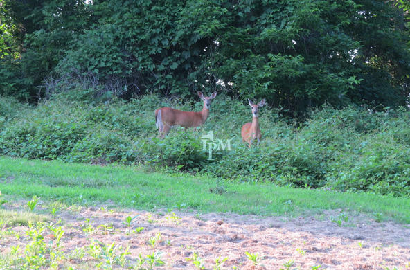 Deer in the forest