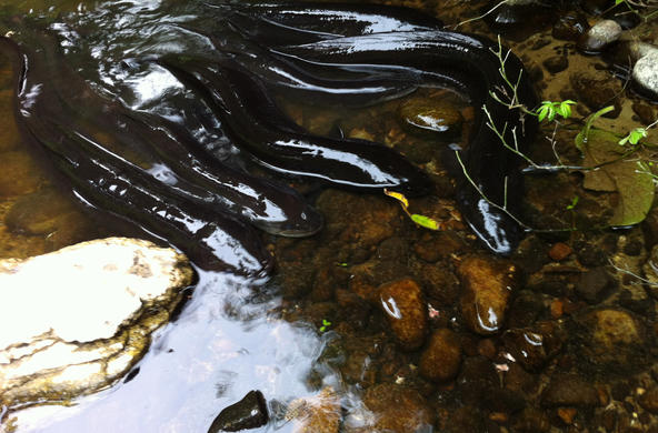 Eels! Not glass eels, but eels nonetheless!
