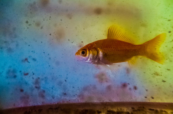 Fish in Dirty water