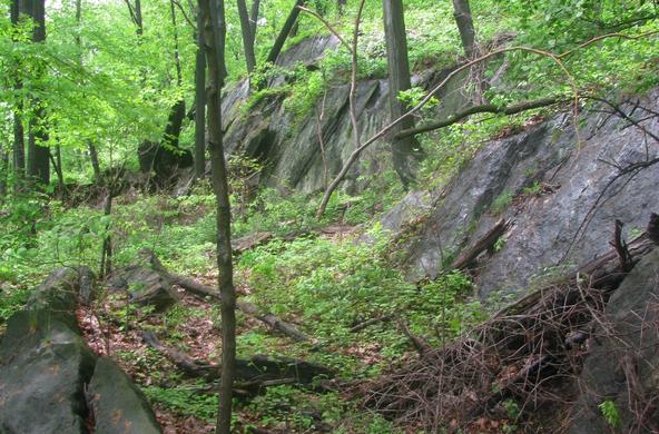 Inwood Forest in Southeast NY