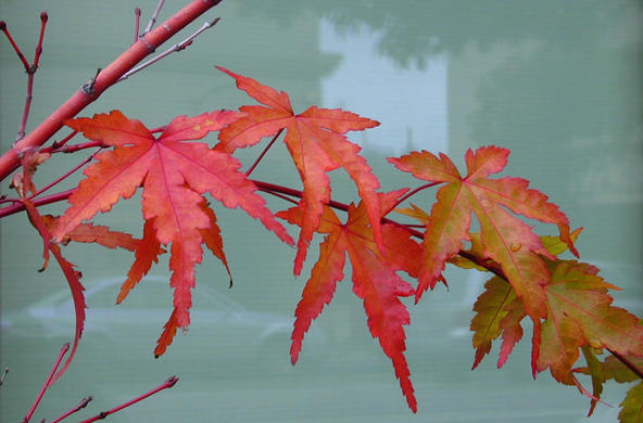 Maple leaf