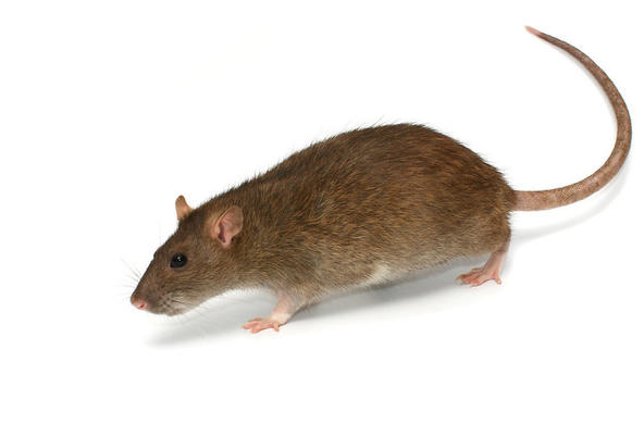 A mouse in a house