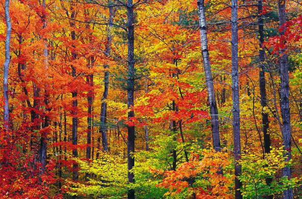 New Hampshire forest in the fall