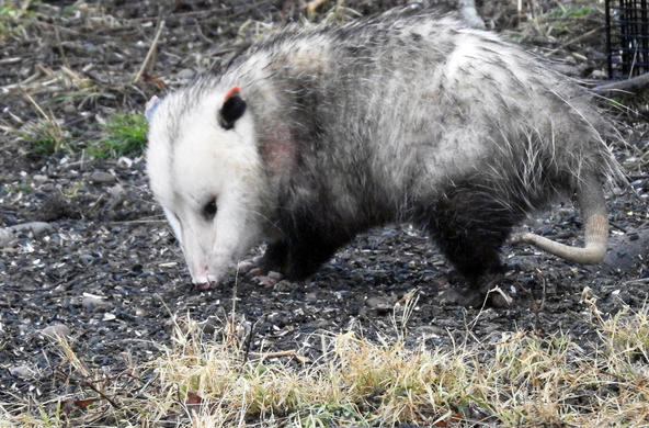 Cool oppossum!