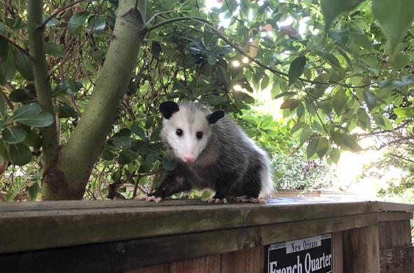 Possum in the french quarter 